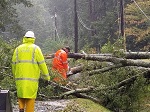 Storm damage fallen trees